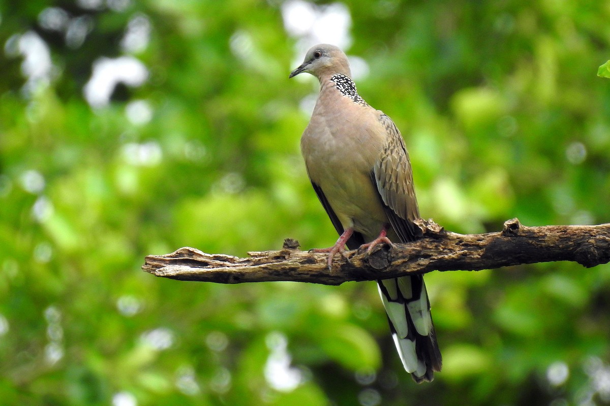 Spotted Dove - ML464453941