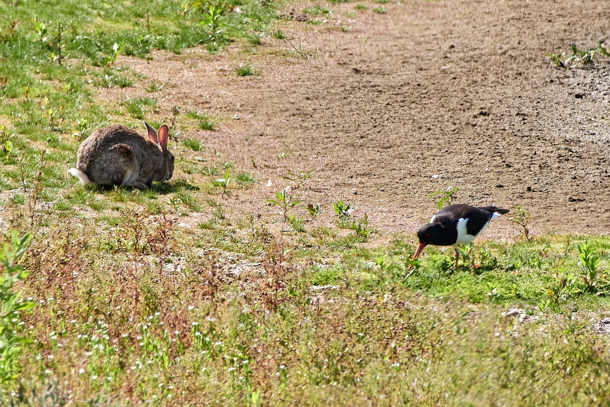 Eurasian Oystercatcher - ML464454811