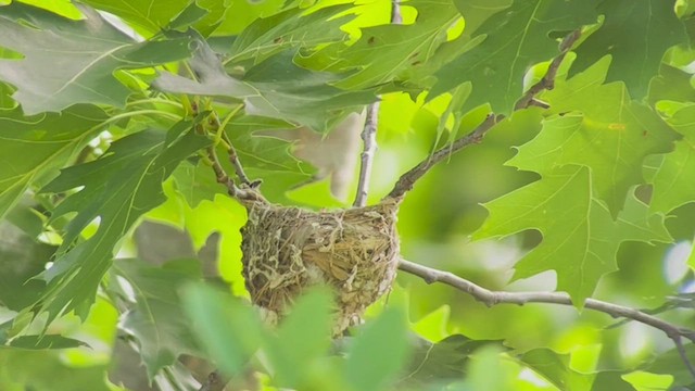 Warbling Vireo - ML464455251