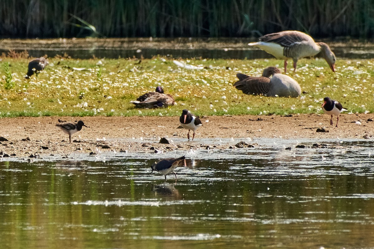 Eurasian Oystercatcher - ML464455261