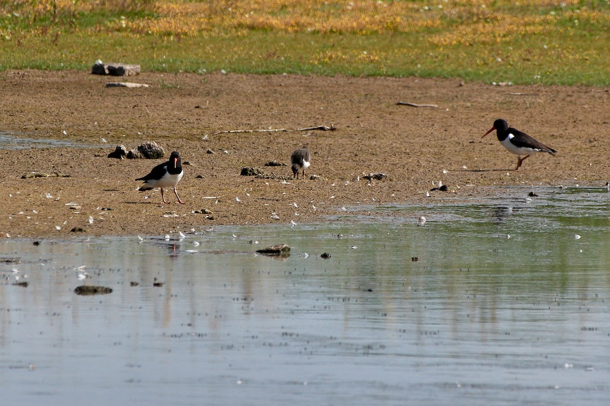 Eurasian Oystercatcher - ML464455271
