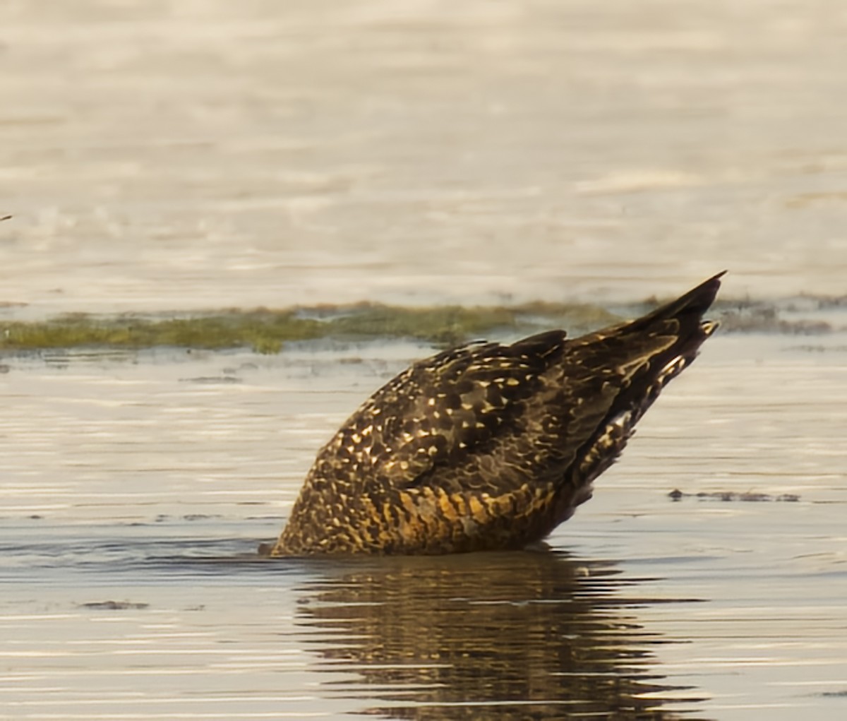 Hudsonian Godwit - ML464456011