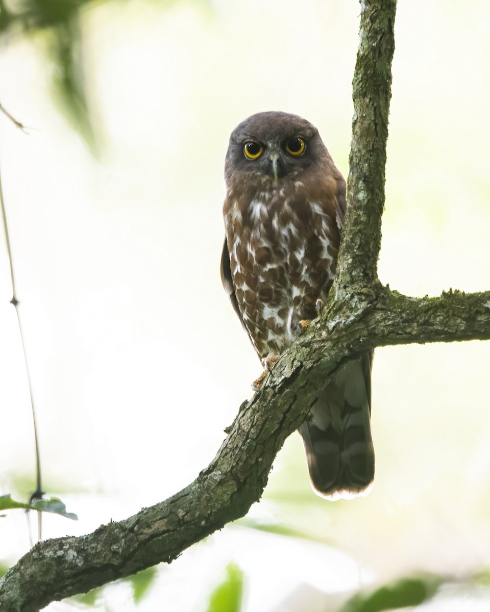 Brown Boobook - ML464456541