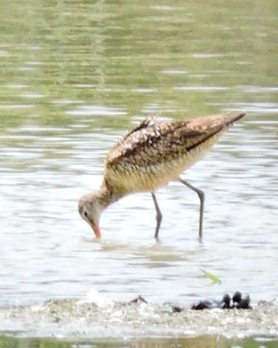 Marbled Godwit - ML464456621