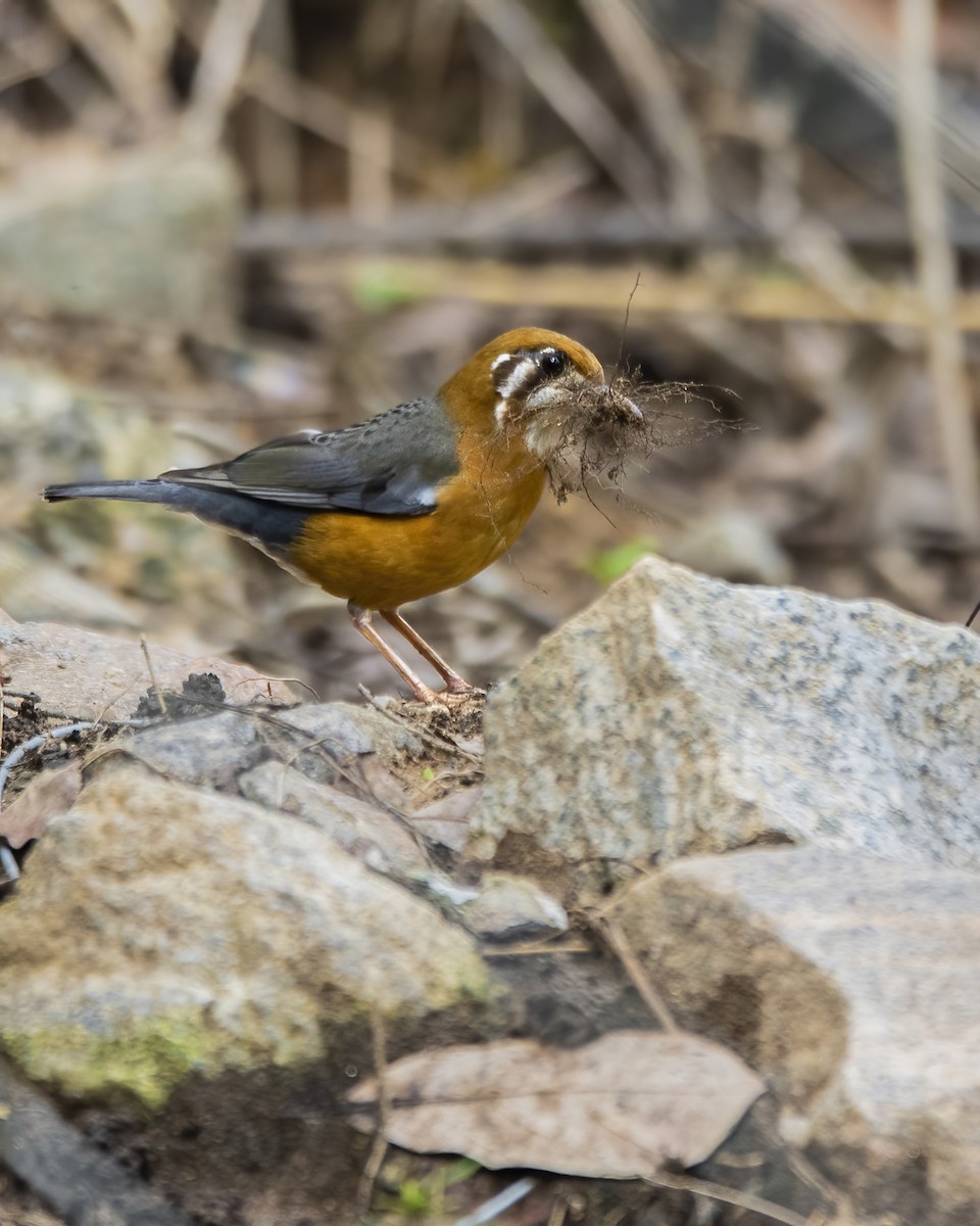 Orange-headed Thrush - ML464456631