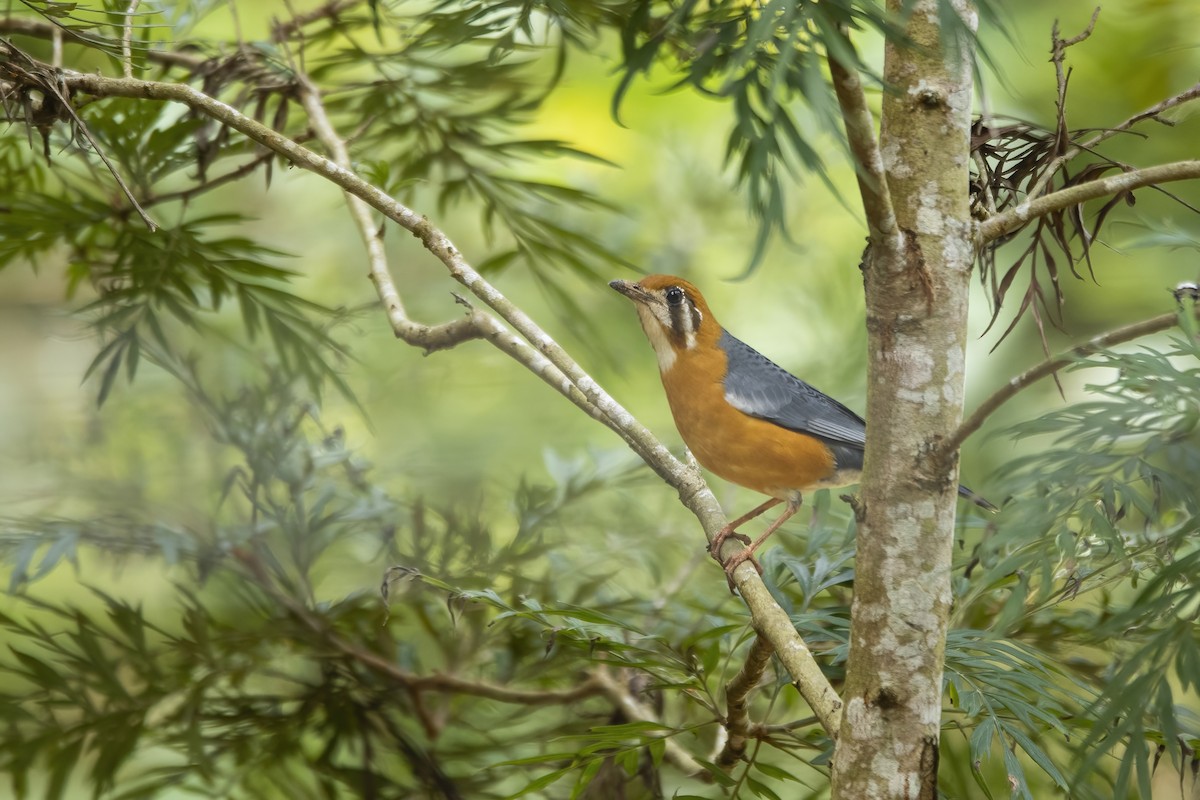 Orange-headed Thrush - ML464456641