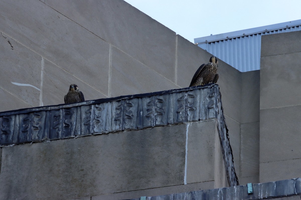 Peregrine Falcon - William Going