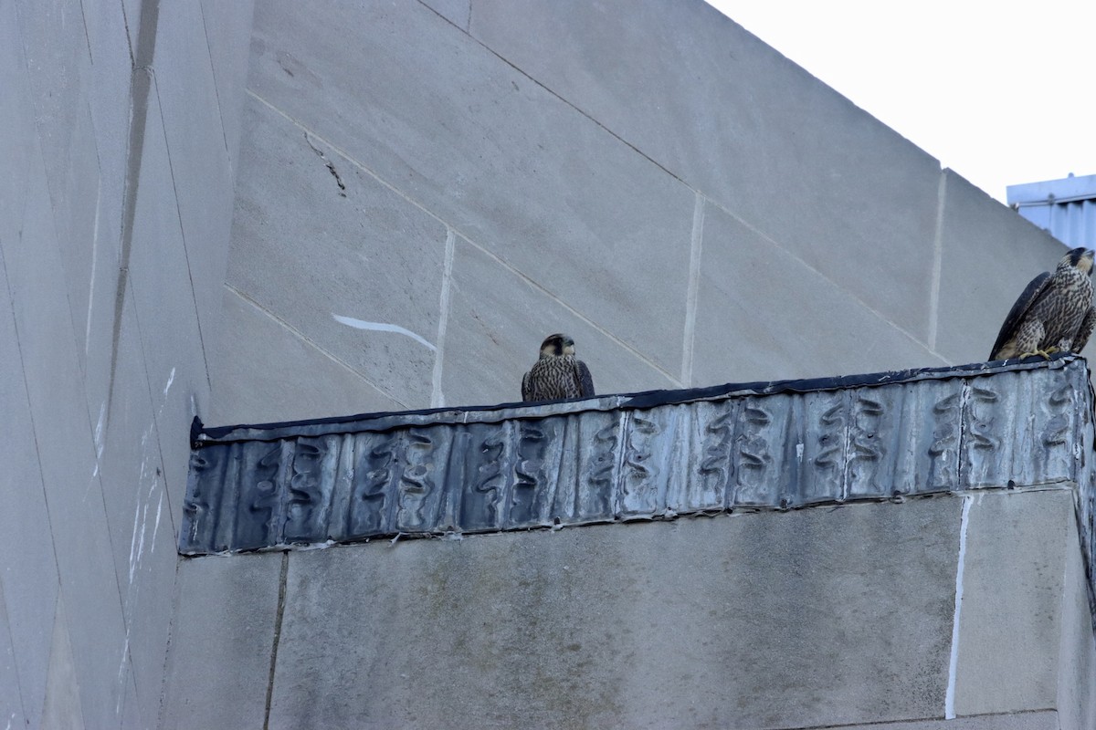 Peregrine Falcon - William Going