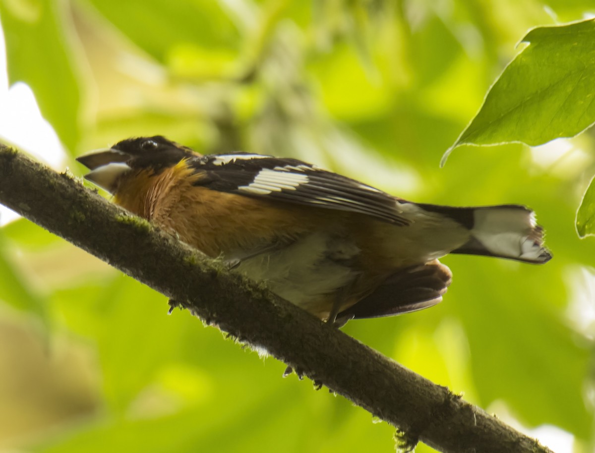 Black-headed Grosbeak - ML464458591