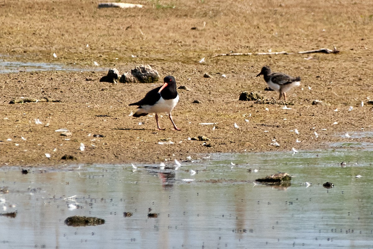 Eurasian Oystercatcher - ML464458881