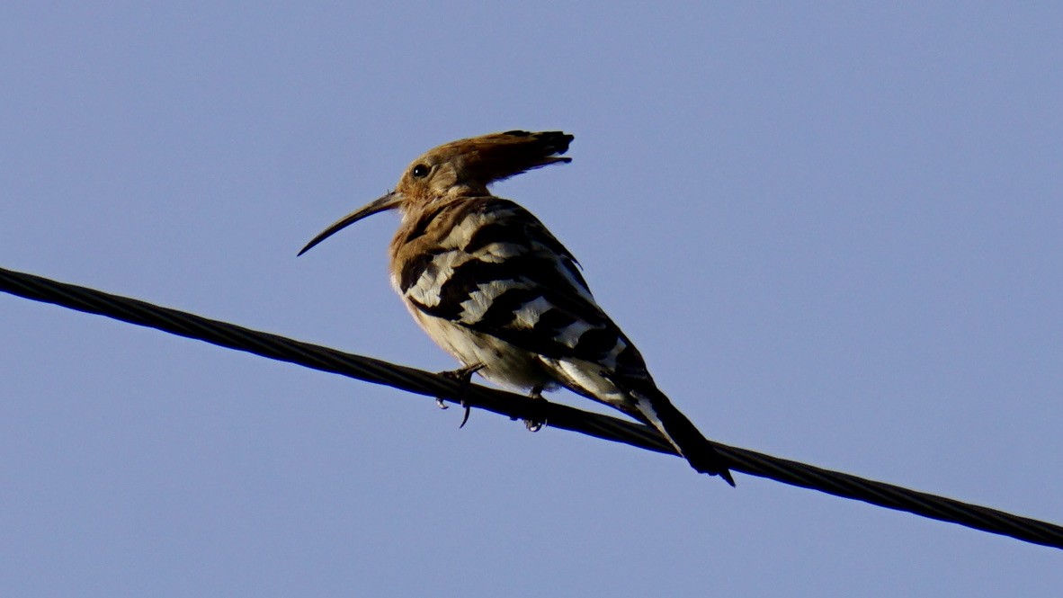 Eurasian Hoopoe - ML464459761