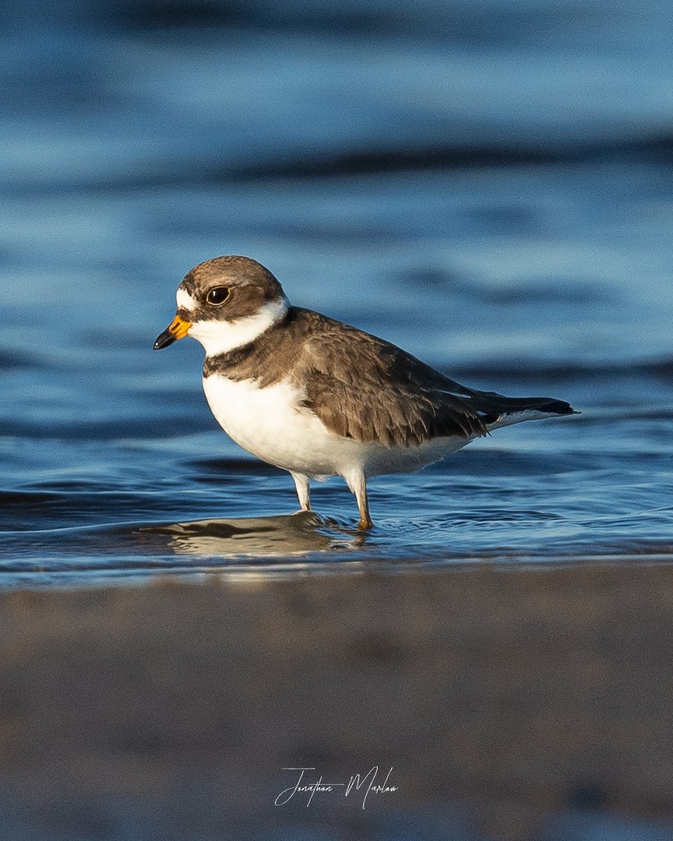 Semipalmated Plover - ML464460231