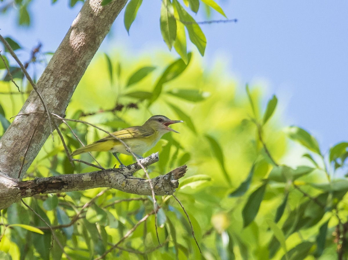 Sarı Böğürlü Vireo - ML464460441