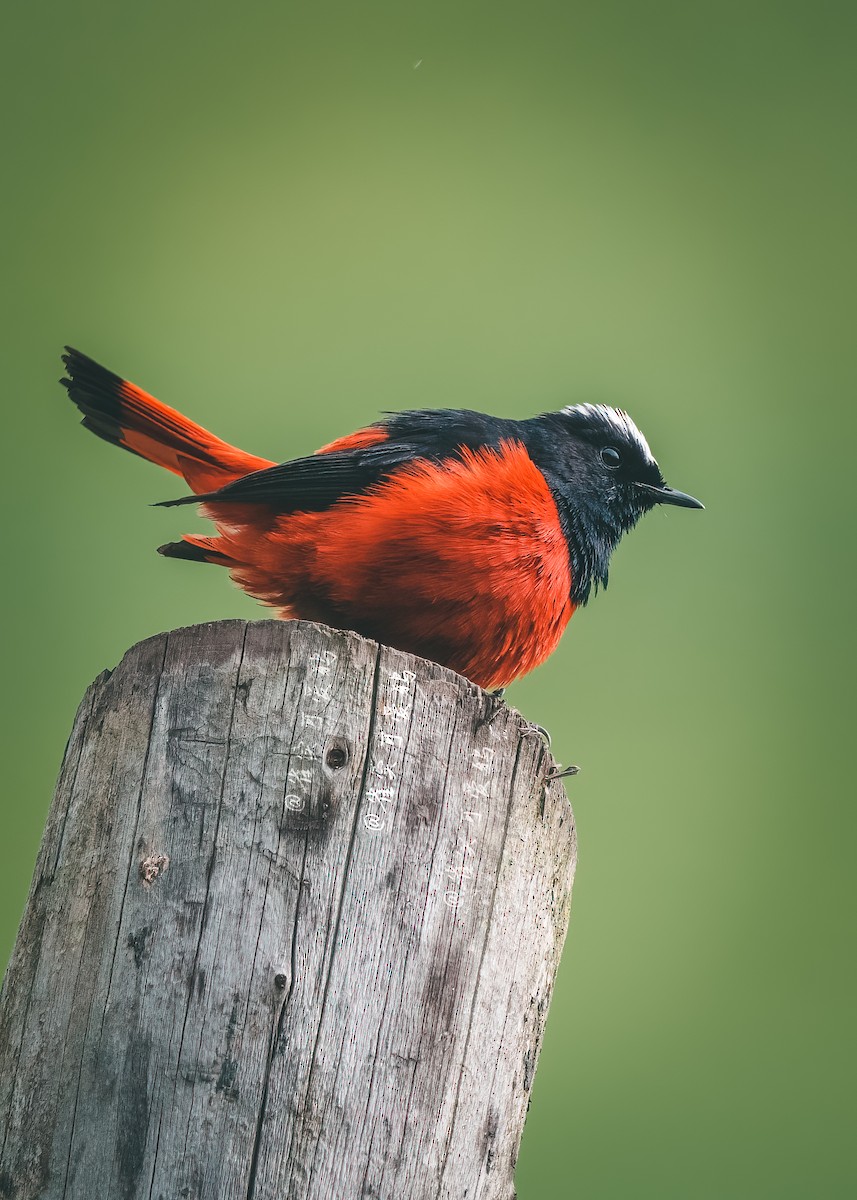 White-capped Redstart - 雀实可爱 鸦