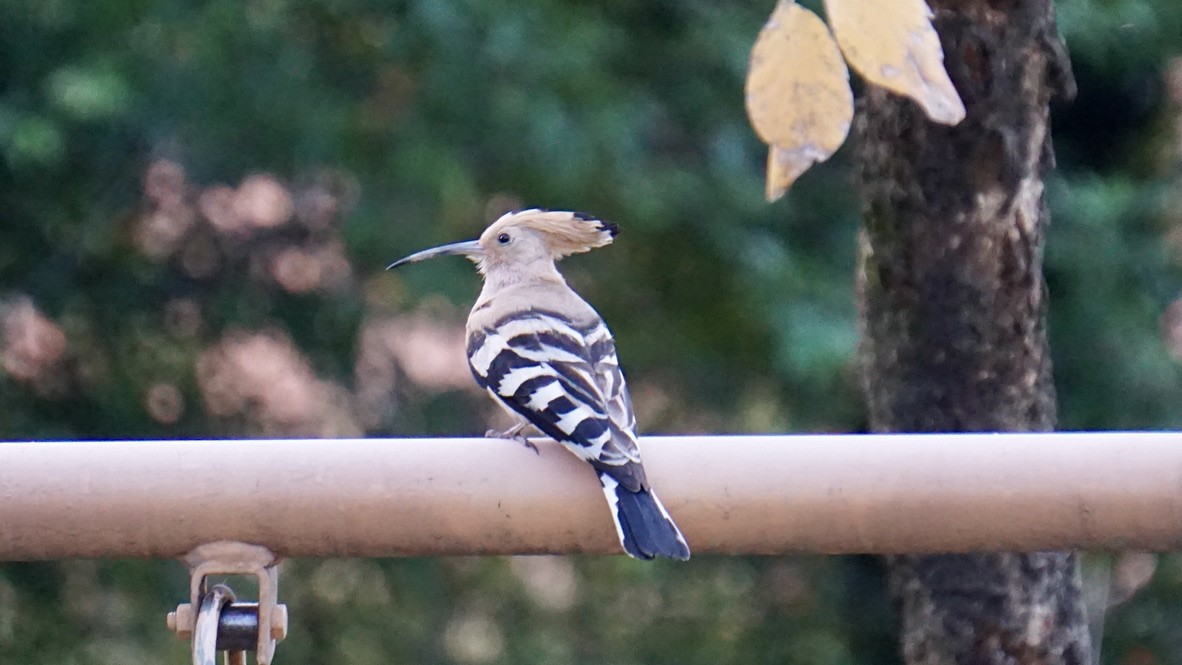 Eurasian Hoopoe - ML464462351