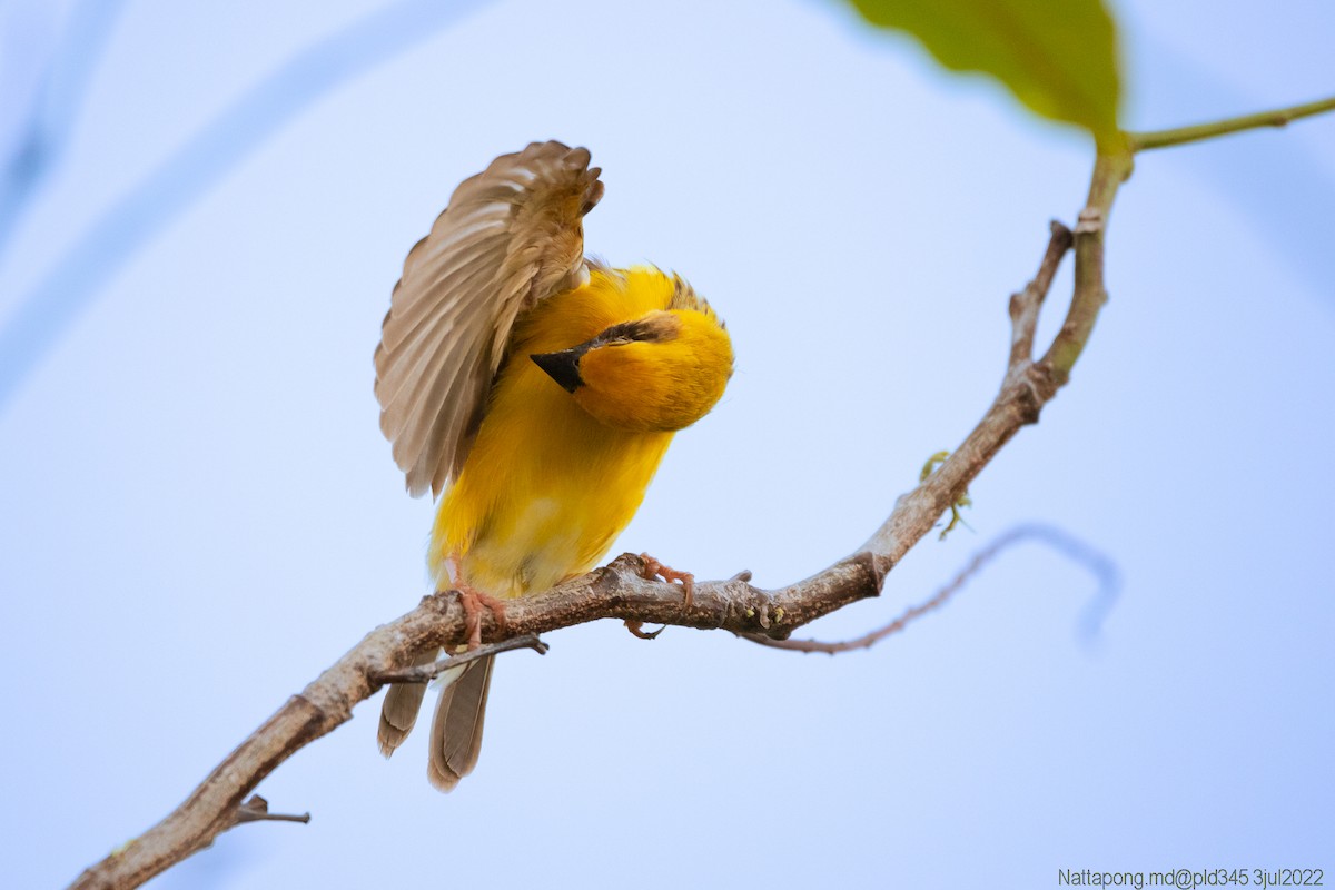 Asian Golden Weaver - ML464462571
