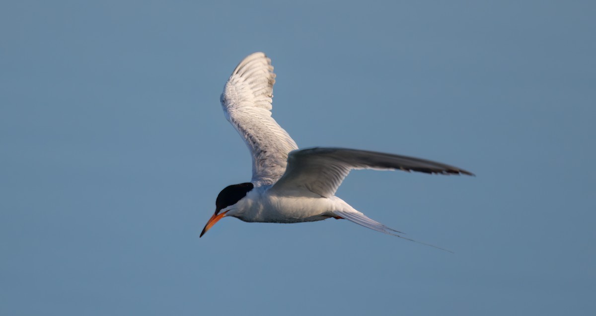 Forster's Tern - ML464463241