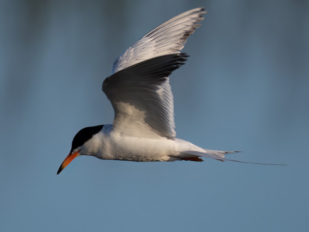 Forster's Tern - ML464463251