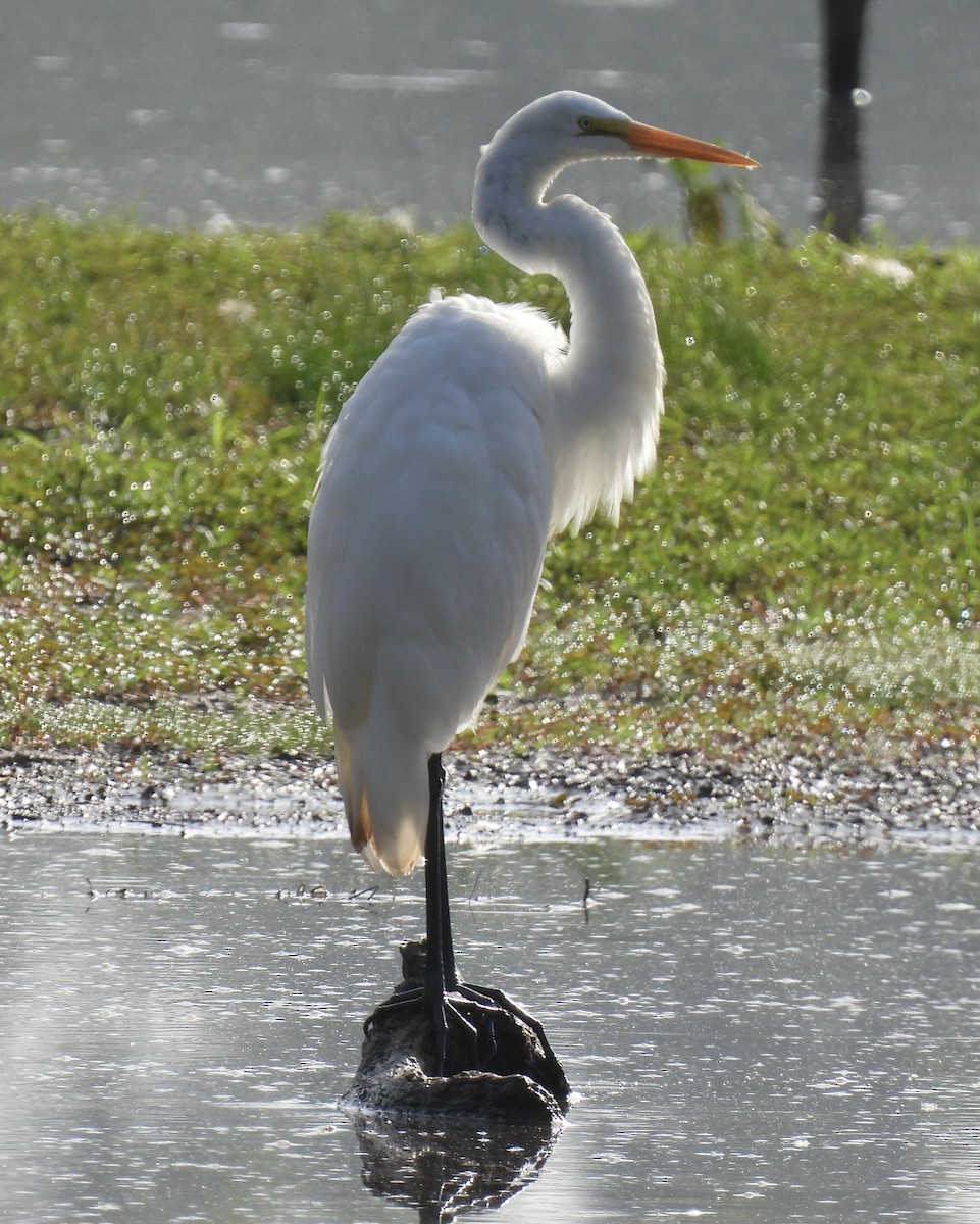 Grande Aigrette - ML464463561