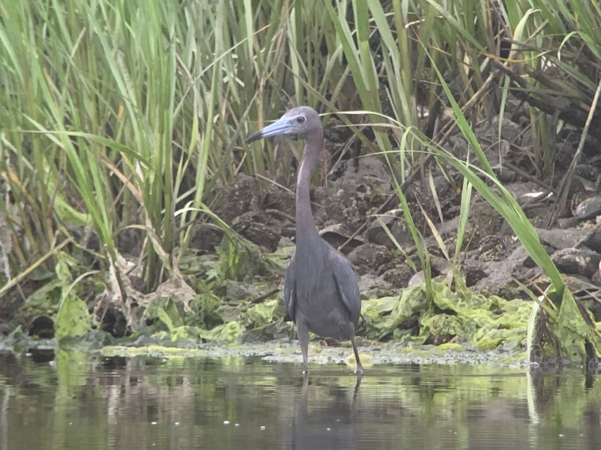 Little Blue Heron - ML464463631