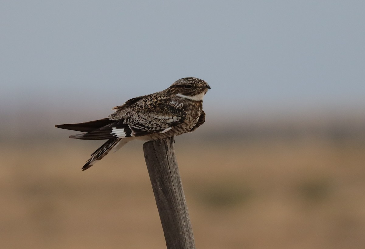 Common Nighthawk - ML464464351