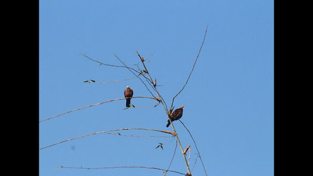 Pigeon marron - ML464464521