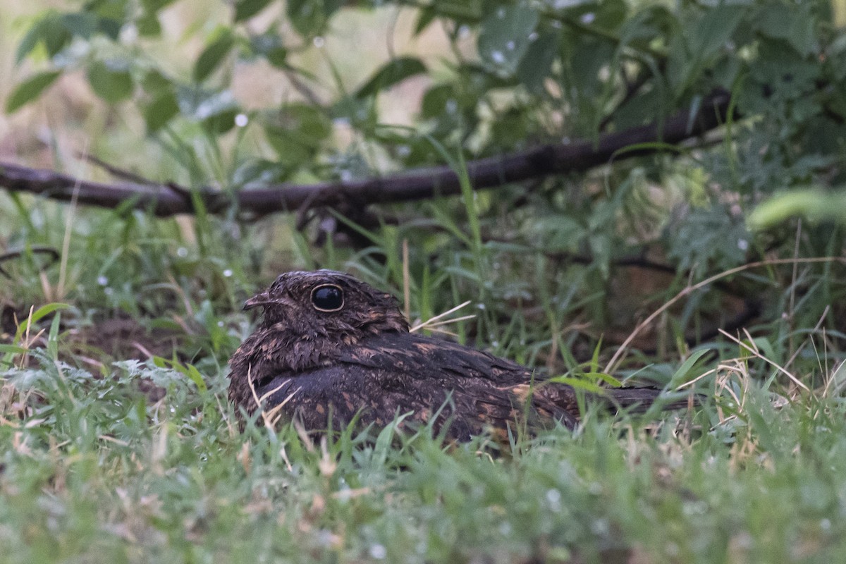 Savanna Nightjar - ML464465001