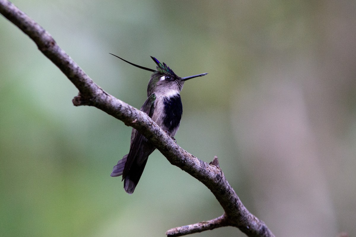 kolibřík paraguayský - ML464465121