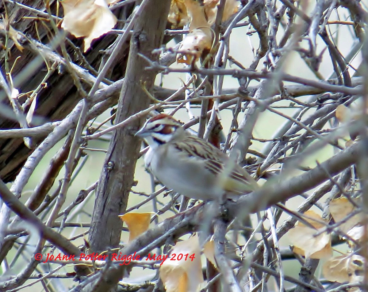 Lark Sparrow - JoAnn Potter Riggle 🦤