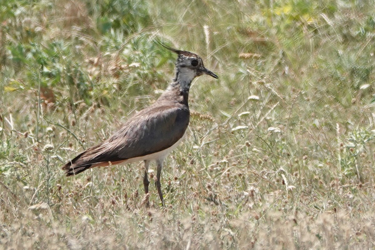 Northern Lapwing - ML464466631