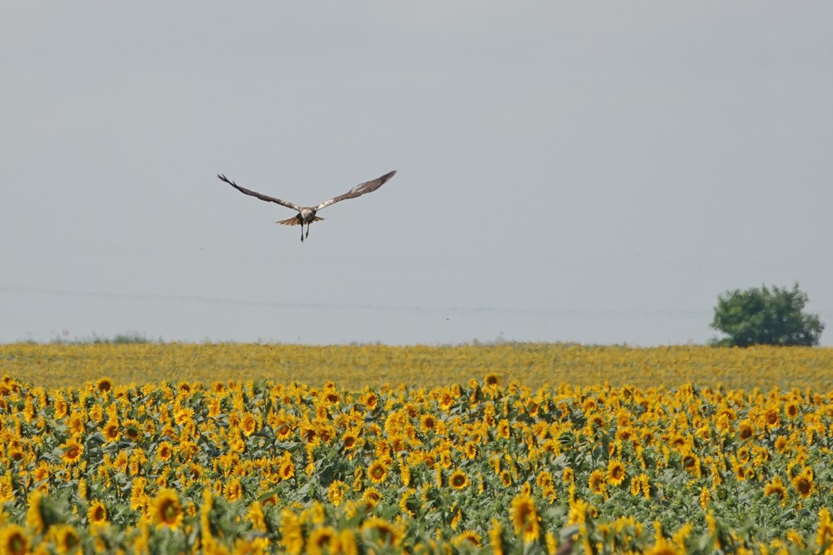 Western Marsh Harrier - ML464466721