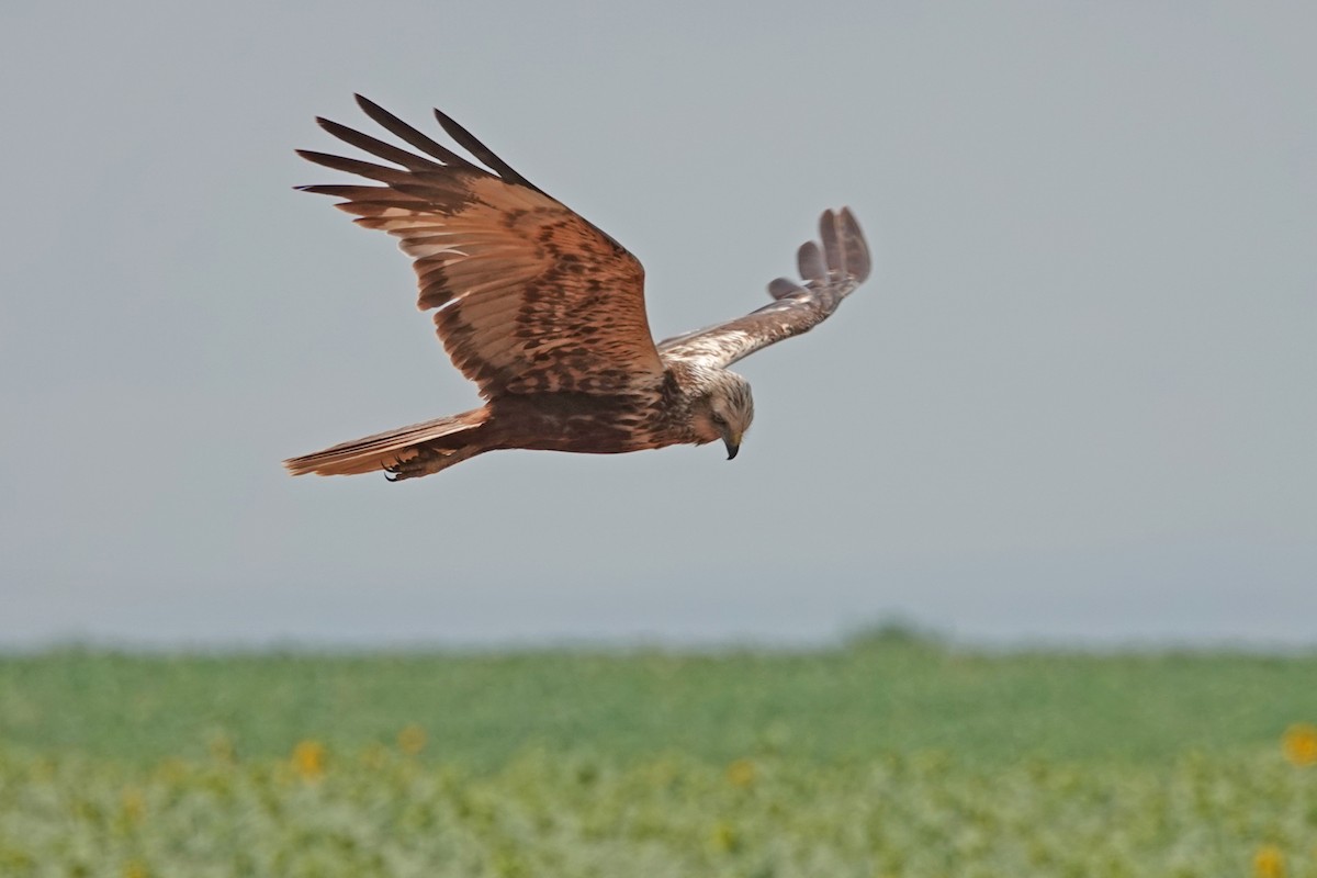 Western Marsh Harrier - ML464466761