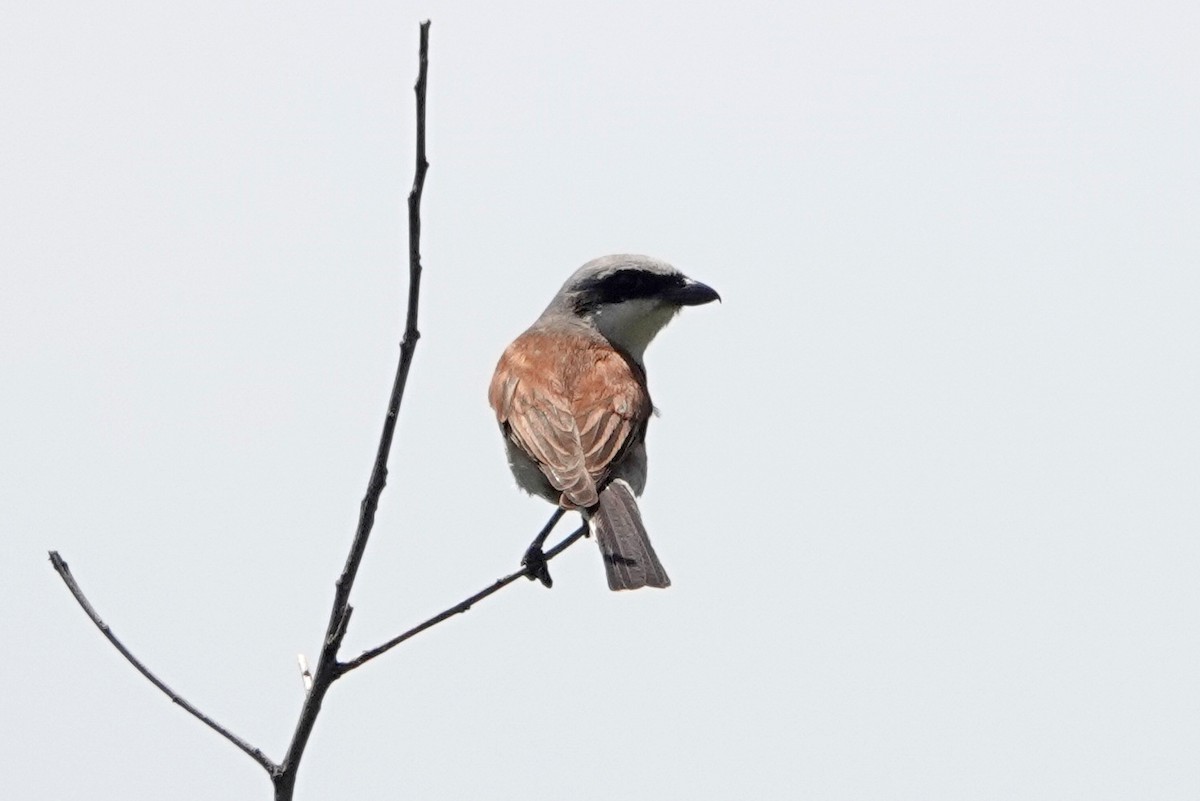 Red-backed Shrike - ML464466831