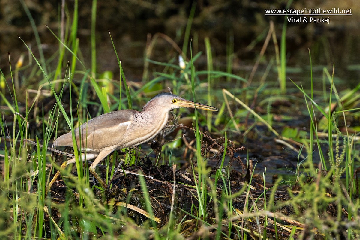 Yellow Bittern - ML464466841