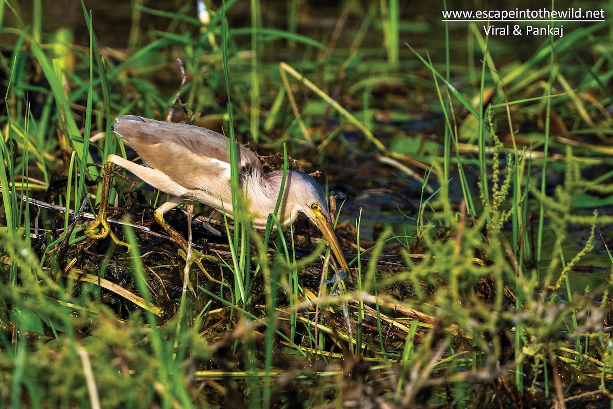 Yellow Bittern - ML464466851