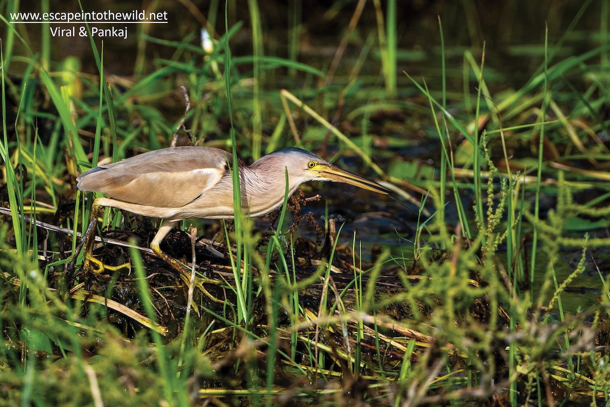 Yellow Bittern - ML464466861