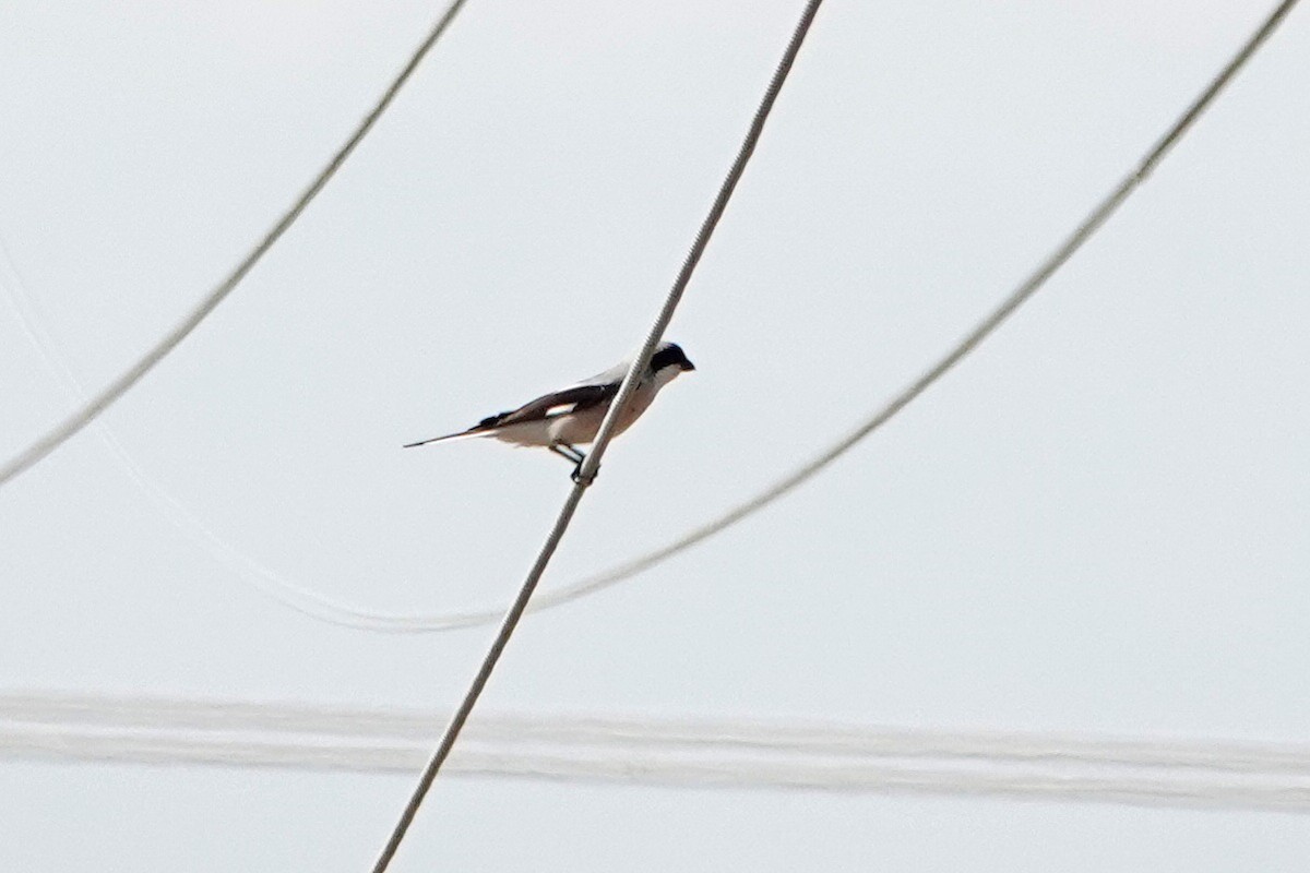 Lesser Gray Shrike - ML464466871