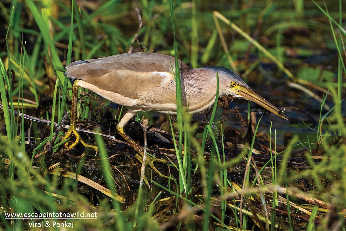 Yellow Bittern - ML464466881