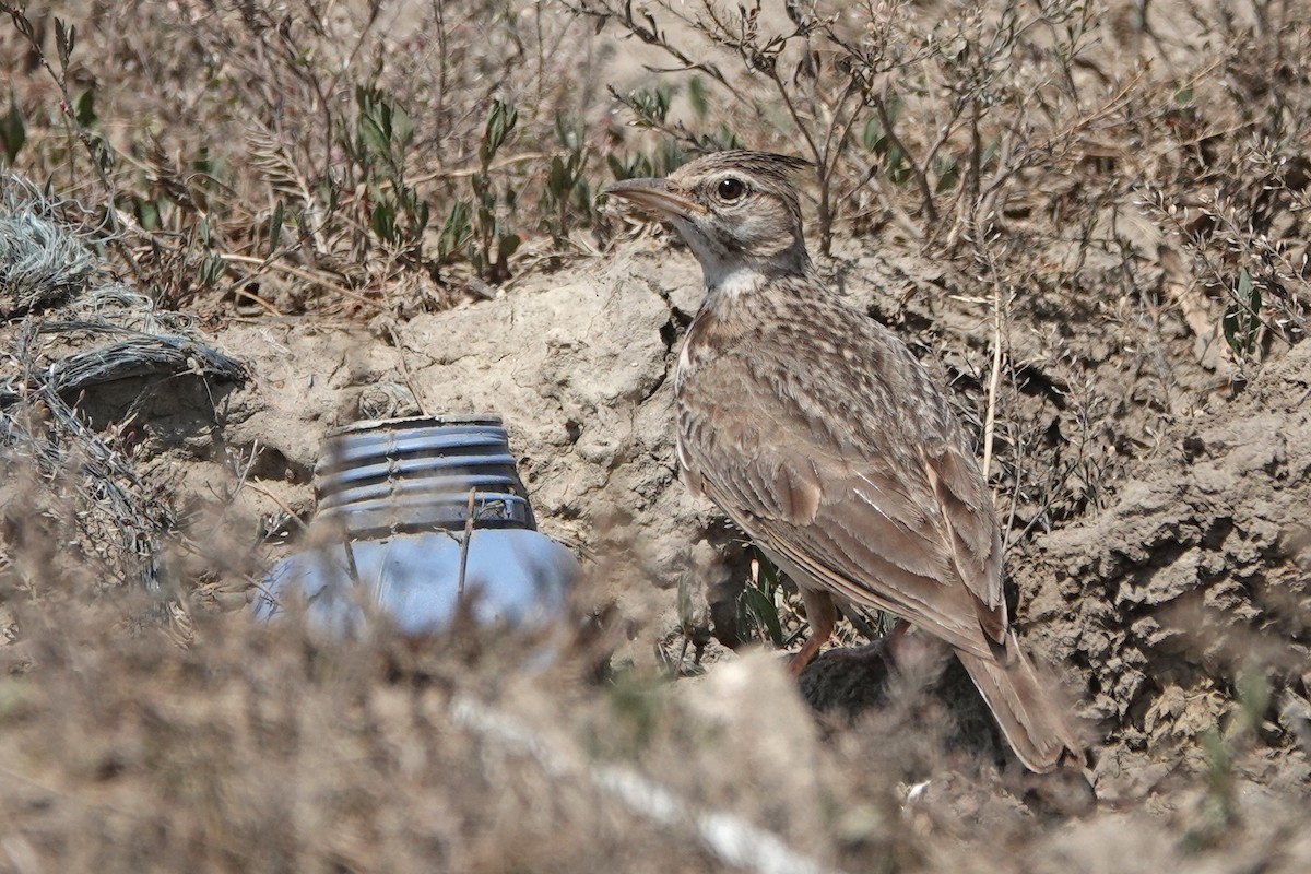 Crested Lark - ML464466961