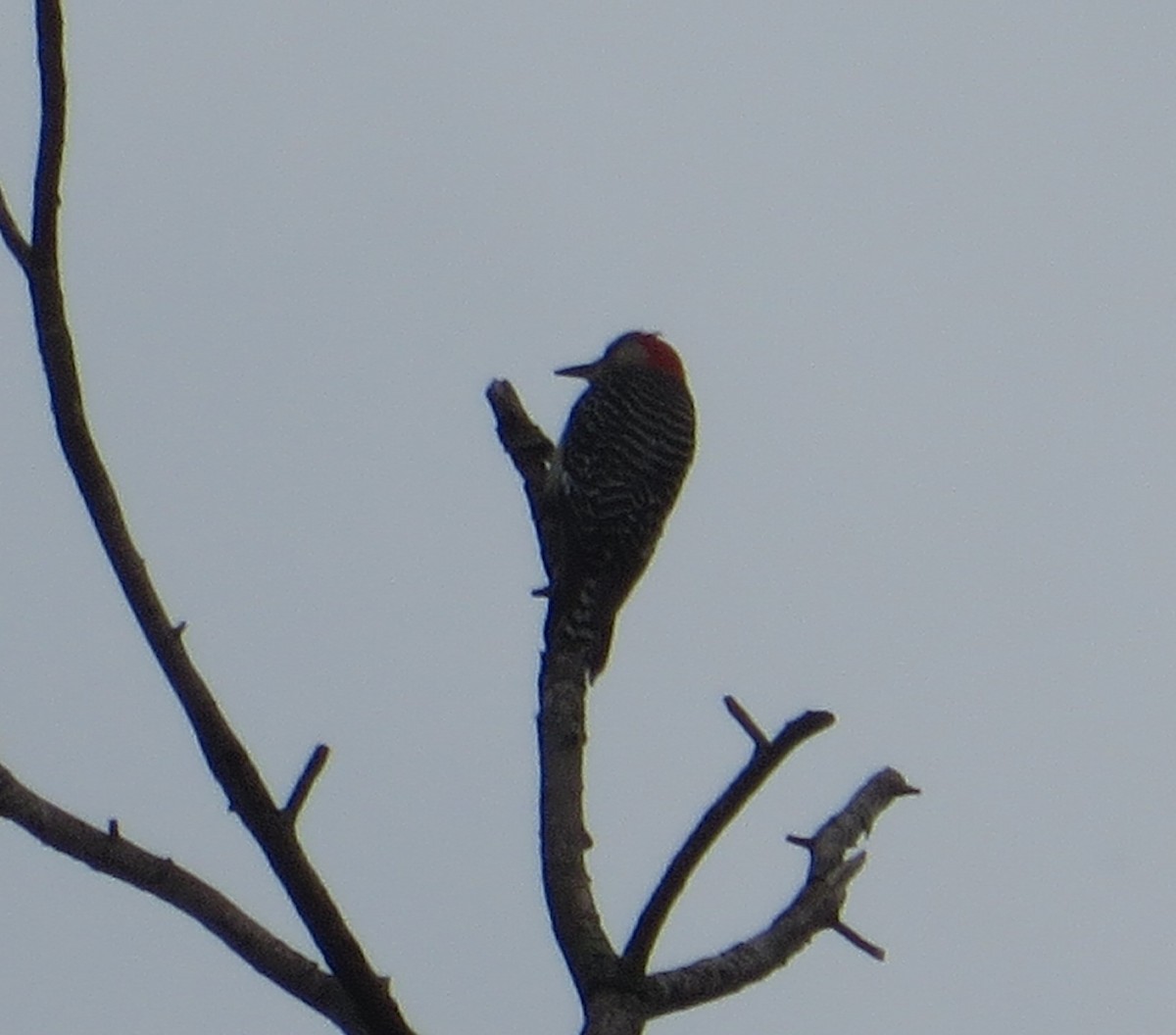 Red-bellied Woodpecker - ML464467261