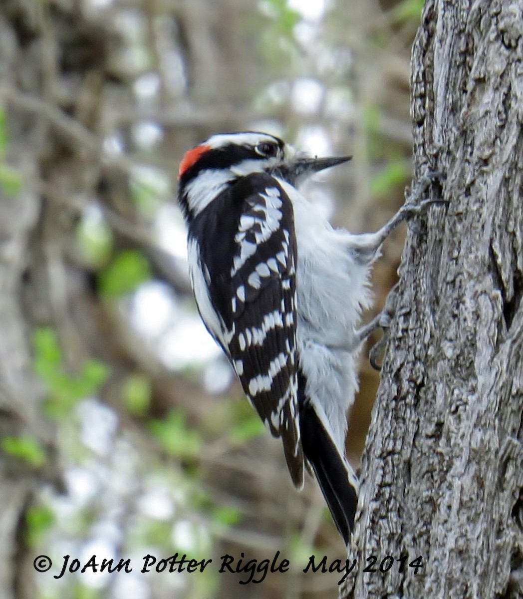 Yumuşak Tüylü Ağaçkakan (pubescens/medianus) - ML46446791