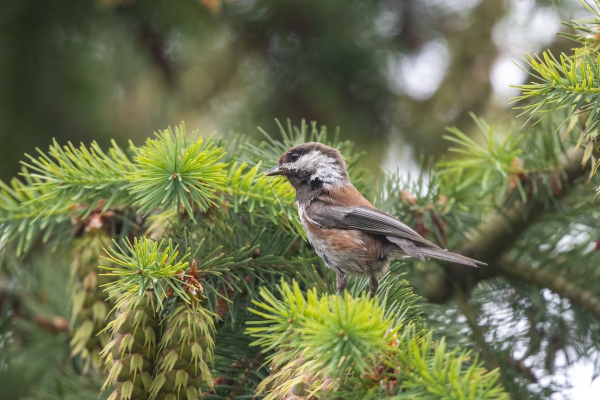 Chestnut-backed Chickadee - Kalpesh Krishna