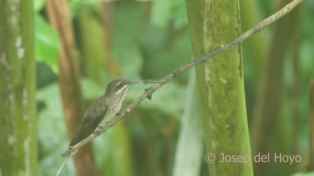 Weißbart-Schattenkolibri - ML464471051