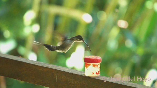 Weißbart-Schattenkolibri - ML464472971