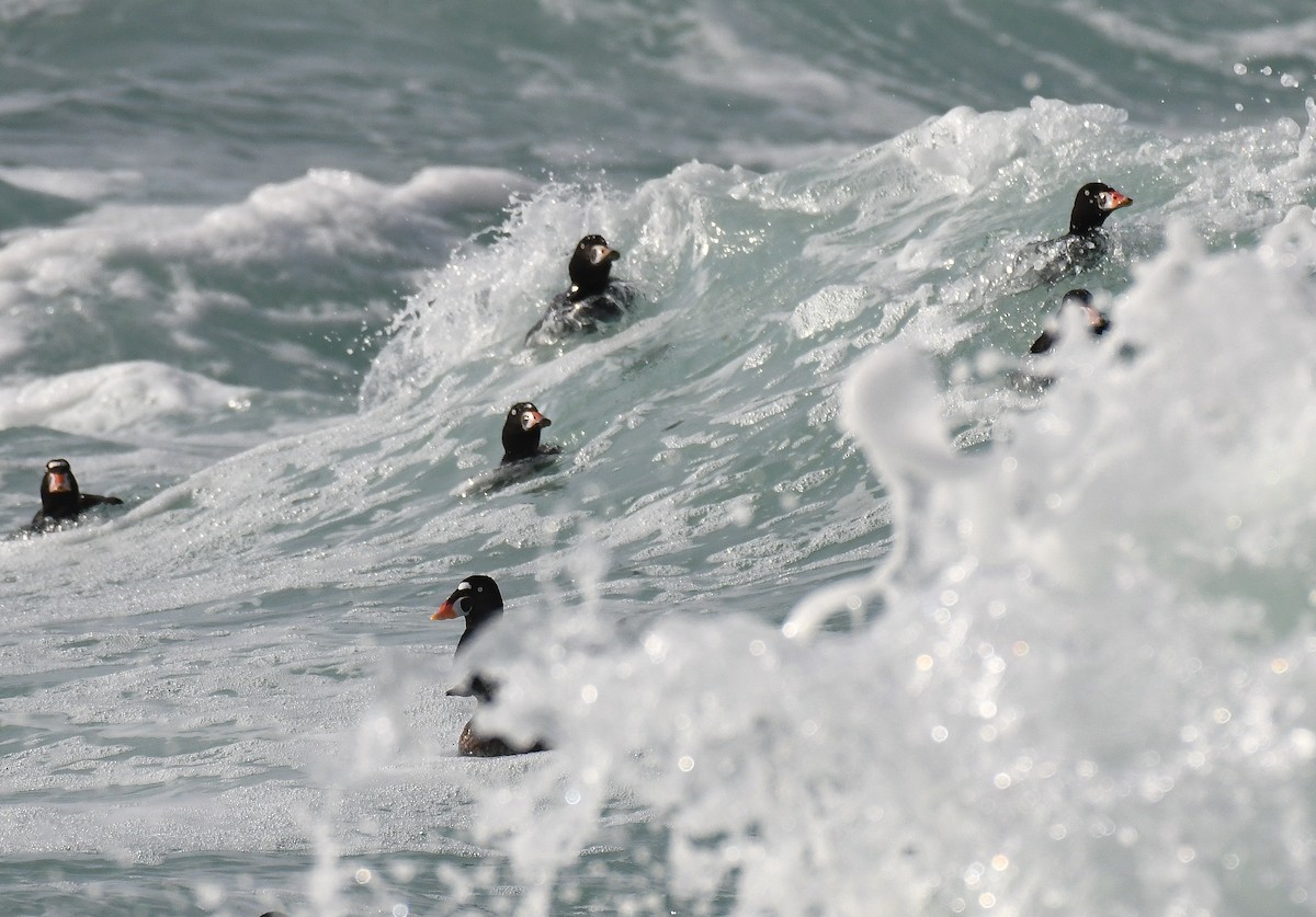 Surf Scoter - JJ Furuno