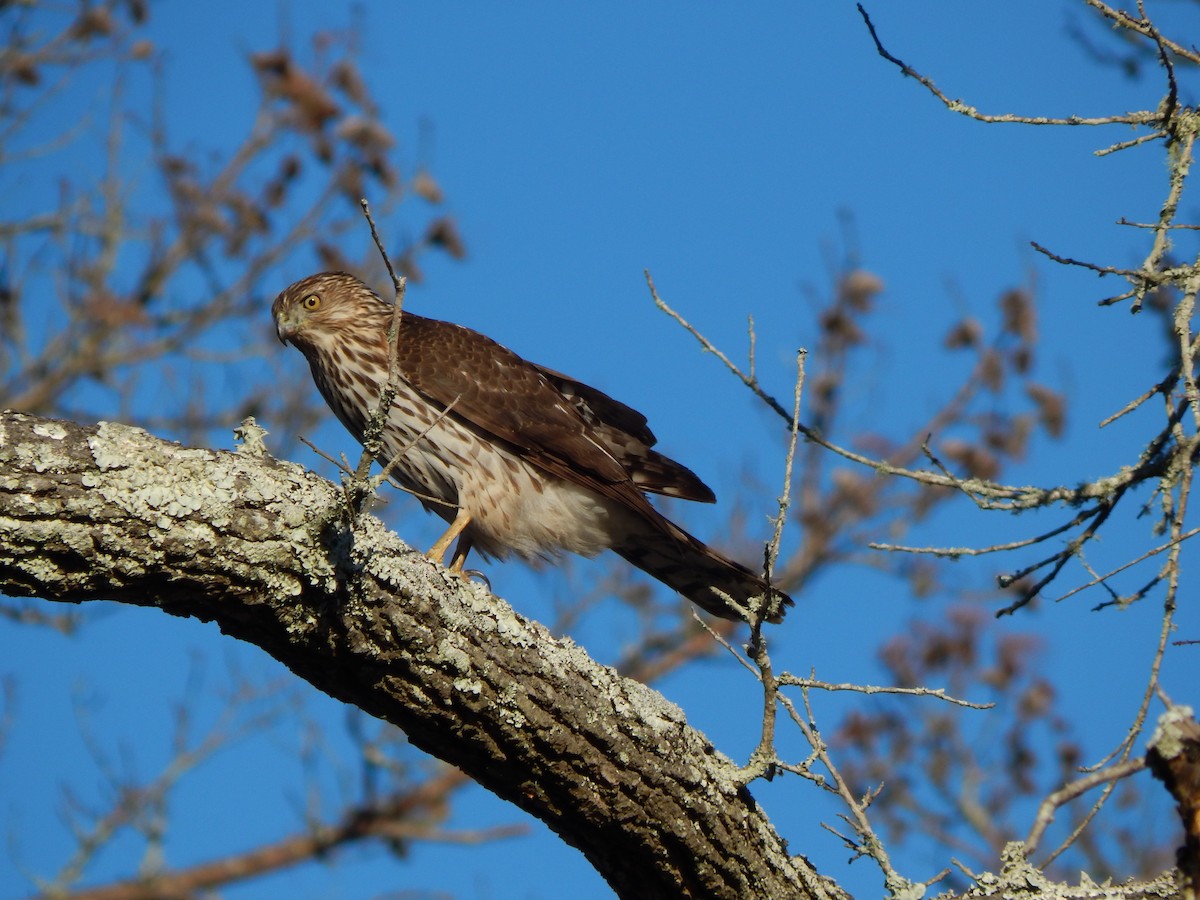 Cooper's Hawk - ML46447571
