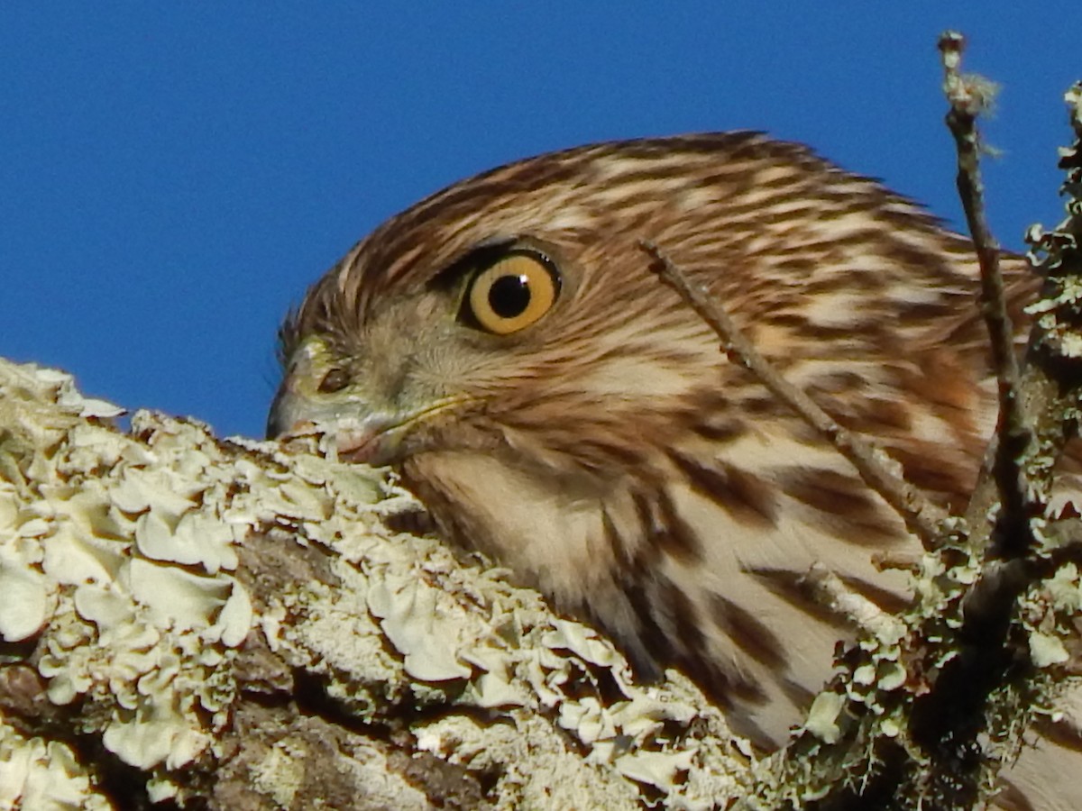 Cooper's Hawk - ML46447601