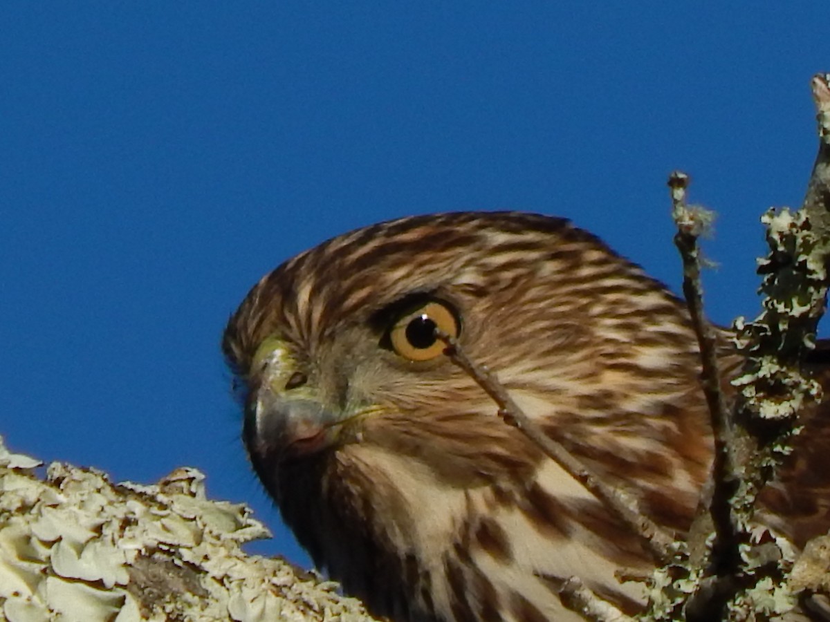 Cooper's Hawk - ML46447611