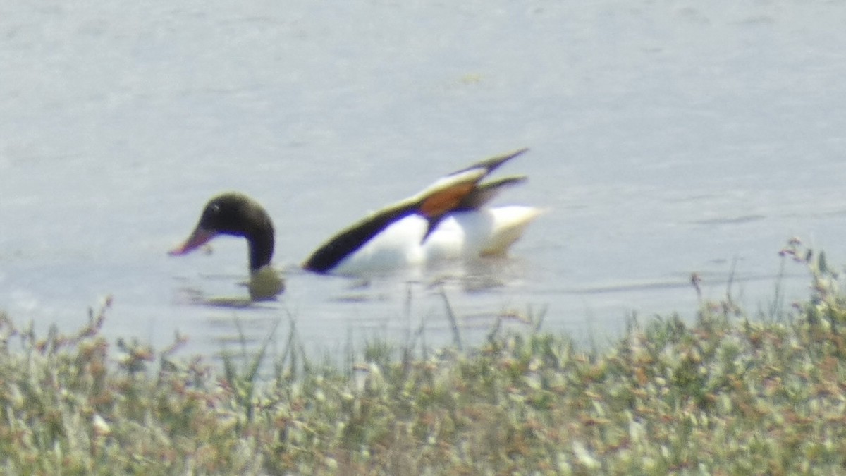 Common Shelduck - ML464476591
