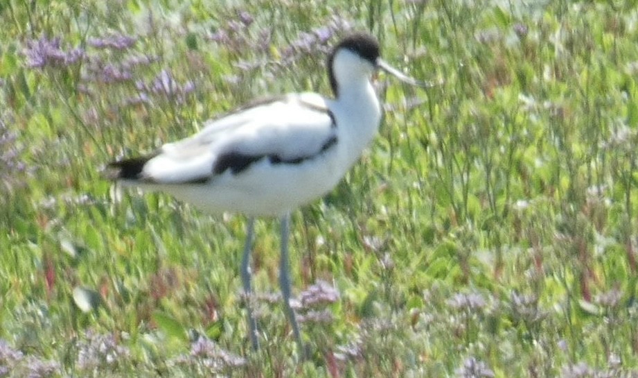 Pied Avocet - ML464476601